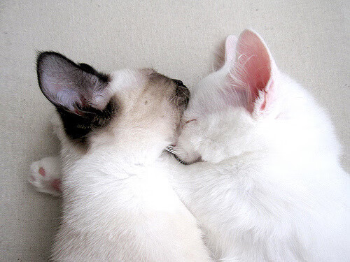 摩洛哥队在巴黎奥运会男足比赛中获得铜牌,创历史